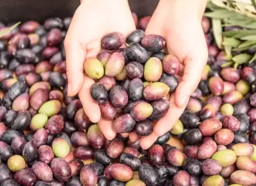 Domat Zeytinleri: Lezzet ve Sağlık Dolu Bir Mucize