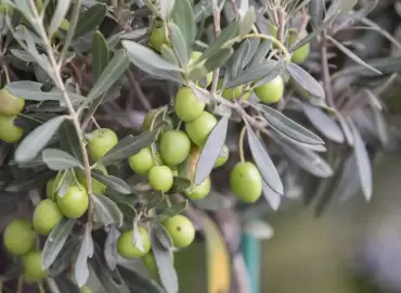 Aberquina: Lezzet ve Sağlık Dolu Bir Zeytin Çeşidi